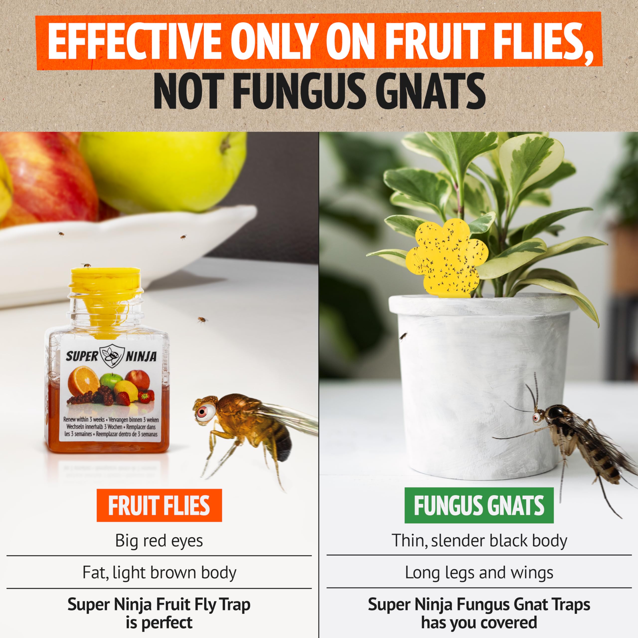 Super Ninja Fruit Fly Trap - 2 pack, Highly Effective Fruit Fly Killer for Home & Kitchen, Up to 3 Weeks of Performance per Bottle, Child & Pet Friendly